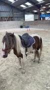 Poney type shetland 