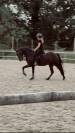 Poney selle fran&ccedil;ais 