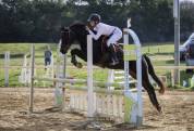 Poney selle fran&ccedil;ais 