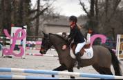 Poney selle fran&ccedil;ais 