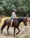Poney selle fran&ccedil;ais 