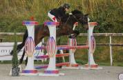 Poney selle fran&ccedil;ais 
