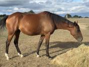 Cheval de loisir 4 ans TF