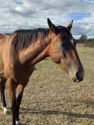 Cheval de loisir 4 ans TF