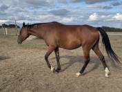 Cheval de loisir 4 ans TF