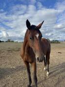 Cheval de loisir 4 ans TF