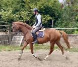 Jolie jument 4 ans, +-1m67, Origine Conthargos