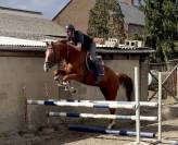 Hongre 7 ans, +-1m65, bwp par Nixon vh Meulenhof