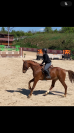 Cheval 5 ans holsteiner