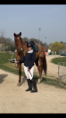 Cheval 5 ans holsteiner