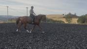 Cheval 5 ans holsteiner