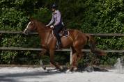 Jument 3 ans selle fran&ccedil;ais 