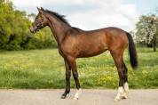 Pouliche - SBS - 1 an - Dressage - France