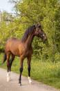 Pouliche - SBS - 1 an - Dressage - France