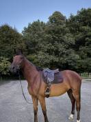 Jument CSO