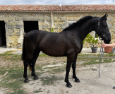 &Agrave; VENDRE &ndash; NOIRE D&Eacute;SIR HTB