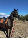 &Agrave; VENDRE &ndash; NOIRE D&Eacute;SIR HTB