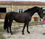 &Agrave; VENDRE &ndash; NOIRE D&Eacute;SIR HTB
