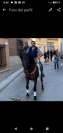 Caballo PRE 