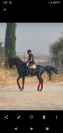 Caballo PRE 
