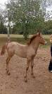 Stallion Camargue For sale 2026 Grey