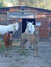 Stallion Camargue For sale 2026 Grey