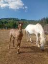 Stallion Camargue For sale 2026 Grey