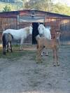 Stallion Camargue For sale 2026 Grey
