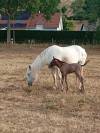 Stallion Camargue For sale 2026 Grey
