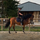 Tres bel PRE de 8 ans, haut niveau dressage