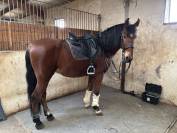 Tres bel PRE de 8 ans, haut niveau dressage