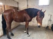 Tres bel PRE de 8 ans, haut niveau dressage