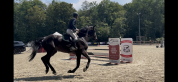 Hongre SF 6ans 1m74 pr&ecirc;t sur 125