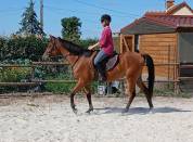  Ponette D 3 ans 145 cce cso trec endurance