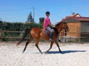  Ponette D 3 ans 145 cce cso trec endurance