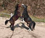 &Agrave; VENDRE &ndash; JEUNE &Eacute;TALON KWPN &times; TRAKEHNER