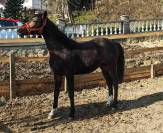 &Agrave; VENDRE &ndash; JEUNE &Eacute;TALON KWPN &times; TRAKEHNER
