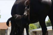 Pouliche - CDF - 2026 - Dressage - France