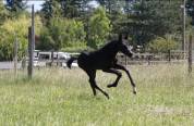 Pouliche - CDF - 2026 - Dressage - France