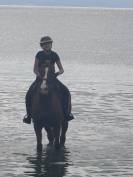 ⭐ Hongre OC 13 ans &ndash; 1,68 m &ndash; Exp&eacute;rience Amateur 3 &ndash; Ch