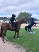 ⭐ Hongre OC 13 ans &ndash; 1,68 m &ndash; Exp&eacute;rience Amateur 3 &ndash; Ch