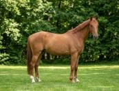 Hongre de 4 ans - 162cm - Normandie 