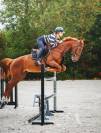 Hongre de 4 ans - 162cm - Normandie 