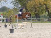 Hongre 12 ans
