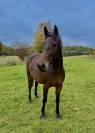 Cheval 