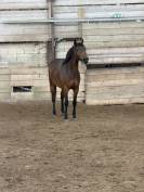 Cheval 