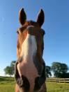 Cheval Hongre Selle Fran&ccedil;ais