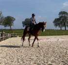 Cheval Hongre Selle Fran&ccedil;ais