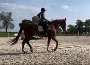 Cheval Hongre Selle Fran&ccedil;ais