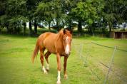 Cheval Hongre Selle Fran&ccedil;ais
